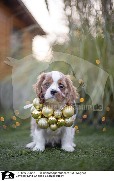 Cavalier King Charles Spaniel puppy / MW-29645