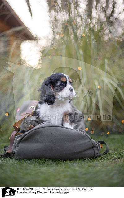 Cavalier King Charles Spaniel puppy / MW-29650