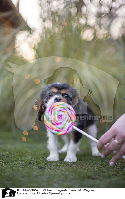 Cavalier King Charles Spaniel puppy / MW-29657