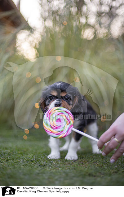 Cavalier King Charles Spaniel puppy / MW-29658
