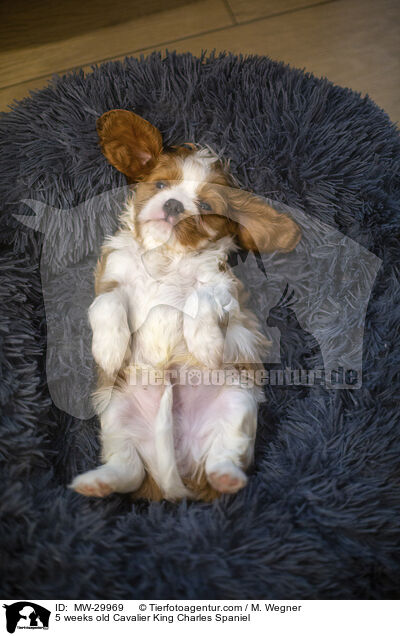 5 weeks old Cavalier King Charles Spaniel / MW-29969