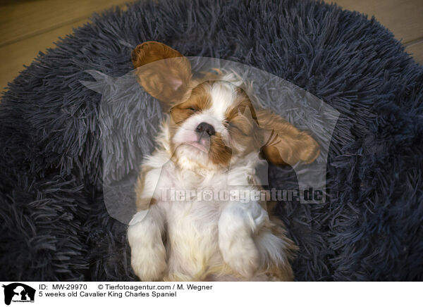 5 wochen alter Cavalier King Charles Spaniel / 5 weeks old Cavalier King Charles Spaniel / MW-29970