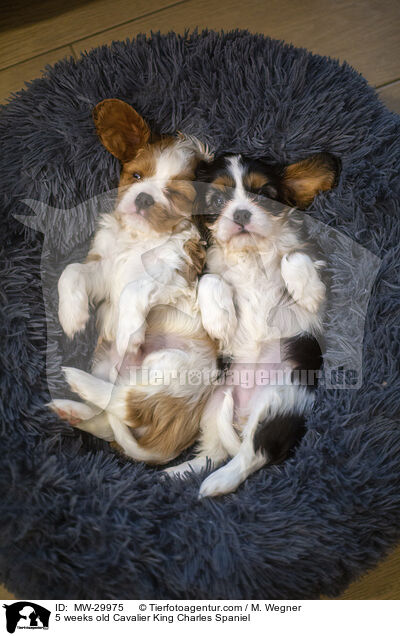 5 weeks old Cavalier King Charles Spaniel / MW-29975