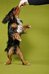 trick dog