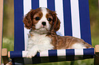 Cavalier King Charles Puppy
