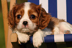 Cavalier King Charles Puppy