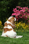 sitting Cavalier King Charles Spaniel