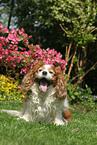 sitting Cavalier King Charles Spaniel