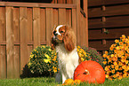 sitting Cavalier King Charles Spaniel
