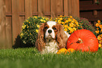 lying Cavalier King Charles Spaniel