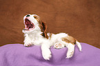 Cavalier King Charles Spaniel Puppy