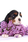 Cavalier King Charles Spaniel Puppy