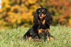sitting Cavalier King Charles Spaniel