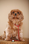 Cavalier King Charles Spaniel