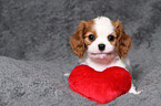 Cavalier King Charles Spaniel Puppy