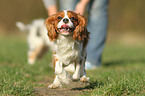 running Cavalier King Charles Spaniel