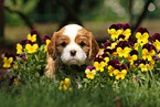 Cavalier King Charles Spaniel Puppy