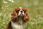 Cavalier King Charles Spaniel Portrait