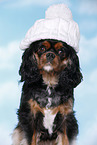 Cavalier King Charles Spaniel with beanie