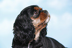 Cavalier King Charles Spaniel Portrait