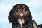 Cavalier King Charles Spaniel Portrait