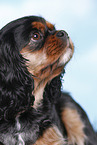 Cavalier King Charles Spaniel Portrait