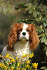 Cavalier King Charles Spaniel Portrait