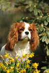 Cavalier King Charles Spaniel Portrait
