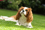 Cavalier King Charles Spaniel