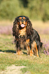 Cavalier King Charles Spaniel