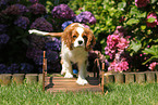 walking Cavalier King Charles Spaniel