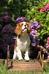 sitting Cavalier King Charles Spaniel
