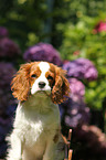 Cavalier King Charles Spaniel Portrait