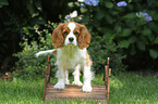 Cavalier King Charles Spaniel