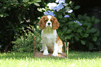 sitting Cavalier King Charles Spaniel