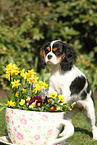 Cavalier King Charles Spaniel