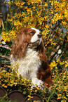 sitting Cavalier King Charles Spaniel