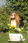 Cavalier King Charles Spaniel