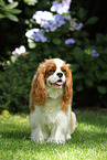 sitting Cavalier King Charles Spaniel