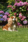 sitting Cavalier King Charles Spaniel