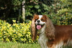 Cavalier King Charles Spaniel Portrait