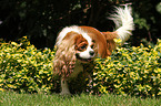 walking Cavalier King Charles Spaniel