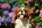 Cavalier King Charles Spaniel Portrait