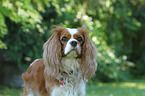 Cavalier King Charles Spaniel Portrait