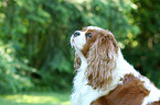 Cavalier King Charles Spaniel Portrait