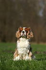 sitting Cavalier King Charles Spaniel