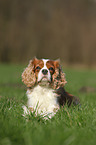 lying Cavalier King Charles Spaniel