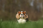 lying Cavalier King Charles Spaniel