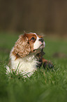 lying Cavalier King Charles Spaniel