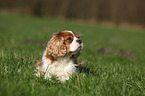 lying Cavalier King Charles Spaniel
